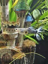 Crowntail guppy fry for sale  ILKESTON