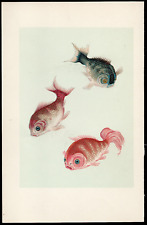 1935 goldfish species for sale  Oakland