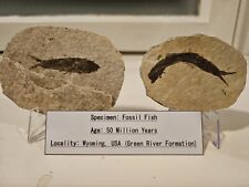 Fossile fische wyoming gebraucht kaufen  Görlitz-Zentrum