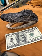Alligator skull buying for sale  Malvern