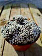 Usado, Mammillaria Gracilis cv. Cactus oruga en maceta  segunda mano  Embacar hacia Argentina