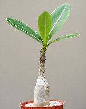 Adenium arabicum caudiciform for sale  WALTON ON THE NAZE