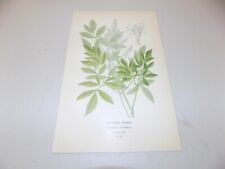 1897 Antique Floral Print  / JAPANESE SPIREA, or, ASTILBE JAPONICA for sale  Shipping to South Africa