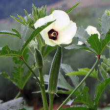 Cowhorn okra seeds for sale  Deltona