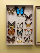 Butterflies taxidermy small for sale  LONDON