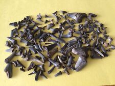 Fossilised sharks teeth. for sale  SHEERNESS