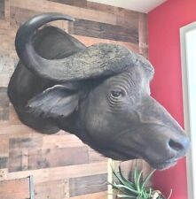 Taxidermy buffalo mount for sale  New Douglas