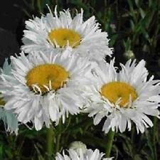 Shasta daisy leucathemum for sale  UK