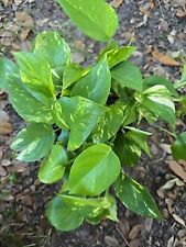 Rooted golden pothos for sale  North Port