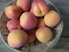 Apricot tree seeds for sale  LONDON