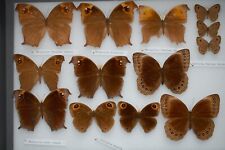 Old indian butterflies for sale  PERSHORE