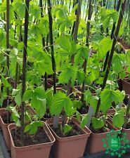 Hop plants multiple for sale  MALPAS