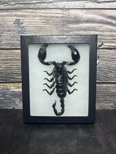 Framed scorpion riker for sale  Lakewood