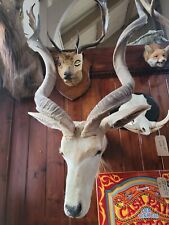 Taxidermy kudu large for sale  KINGSWINFORD