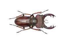 LUCANIDAE Lucanus pulchellus 48mm From VIETNAM, used for sale  Shipping to South Africa
