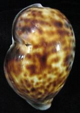 Cypraea tigris seashell for sale  Raleigh