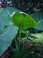 Colocasia gigantea giant elephant ear 1 Fresh root for growing FrutaTropical, used for sale  Shipping to South Africa