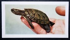 Terrapin turtle vintage for sale  DERBY