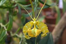 Psychopsis papilio fma. for sale  Charlotte