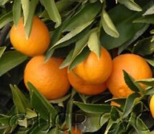 California clementine nour for sale  Freedom