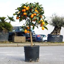 Zwergorange kumquat fortunella gebraucht kaufen  Buschhausen