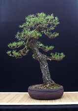 Pinus sylvestris pino usato  Ardea