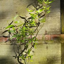 Willow tree plant for sale  KING'S LYNN