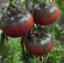 Tomaten samen black gebraucht kaufen  Parey