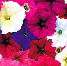 Petunia compact bedding for sale  SOUTHEND-ON-SEA