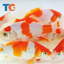 Toledo goldfish live for sale  Martinsville