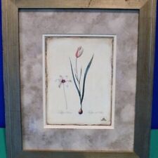 Framed tulipa clusiana for sale  Lindale