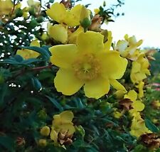 Johns wort hypericium for sale  PENTRAETH