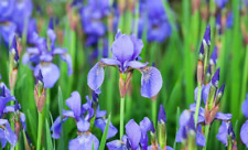 Iris bleu graines d'occasion  Paris II
