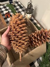 3 Large 10”-12” Sugar Pine Cones-washed for sale  Shipping to South Africa