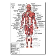82447 Human Anatomy Body Muscles Map Wall Print Poster Plakat comprar usado  Enviando para Brazil