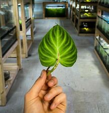 Philodendron verrucosum dart for sale  Cleveland