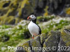 Puffin portrait photographic for sale  FALKIRK