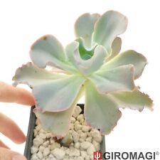 Echeveria cv. beccles usato  Cortona