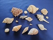 Lot natural seashells for sale  Dunnellon