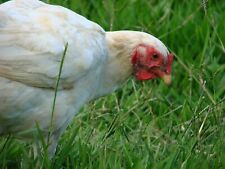 Premium poultry grass for sale  DARLINGTON