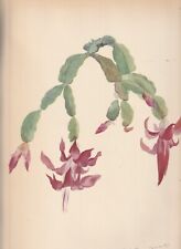 Used, BOTANICAL PRINT , 1939 , ROCK PLANT , EPIPHYLLUM TRUNCATUM for sale  Shipping to South Africa