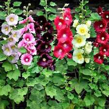 Single mix hollyhock for sale  Mount Pleasant