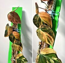 Philodendron micans variegata gebraucht kaufen  Neunkirchen-Seelscheid