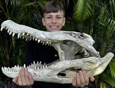 Long alligator skull for sale  Boca Raton