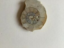 5x4.5cm real ammonite for sale  POOLE