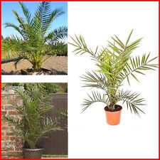 Phoenix palm tree for sale  UK