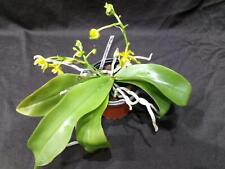 Phalaenopsis mannii var gebraucht kaufen  Deutschland