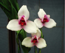 Lycaste raduhoku orchid usato  Spedire a Italy