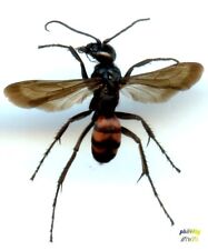 Wasp wasp anoplius d'occasion  Expédié en Belgium