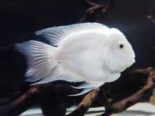 parrot fish for sale  HAYWARDS HEATH